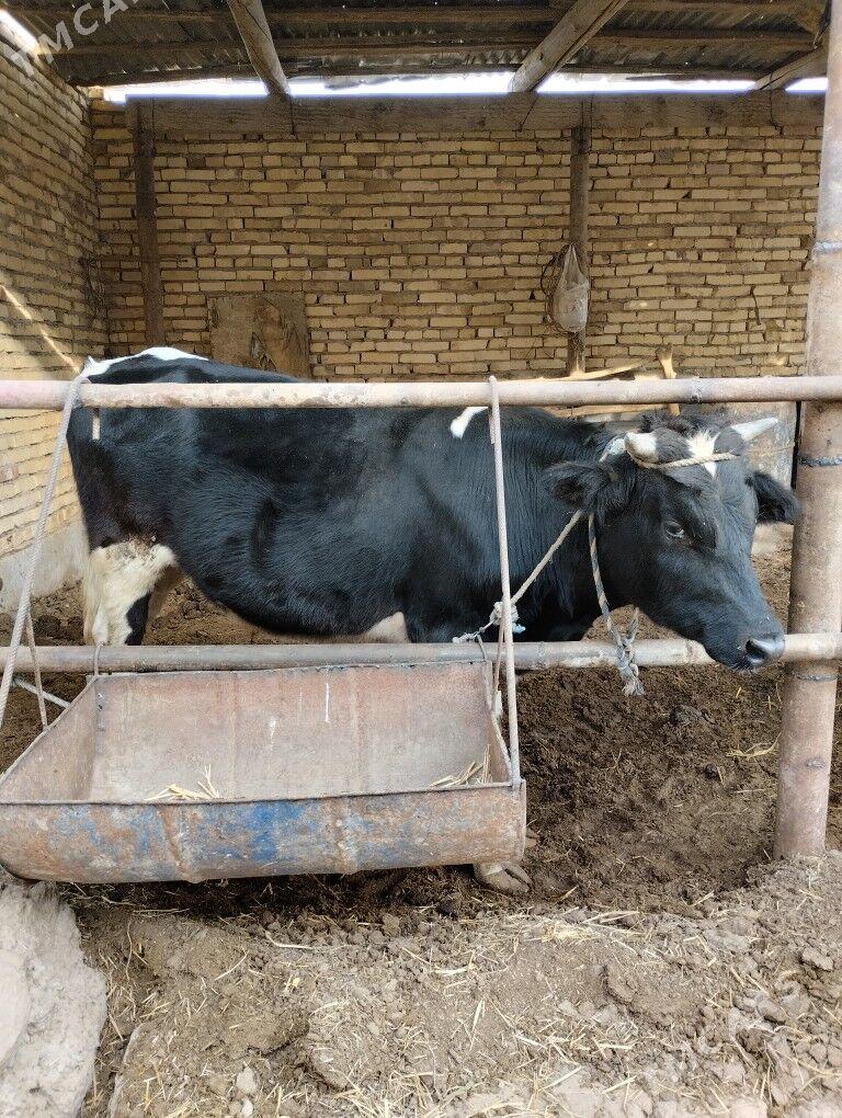 german parodny tohum öküz - Чарджоу - img 1