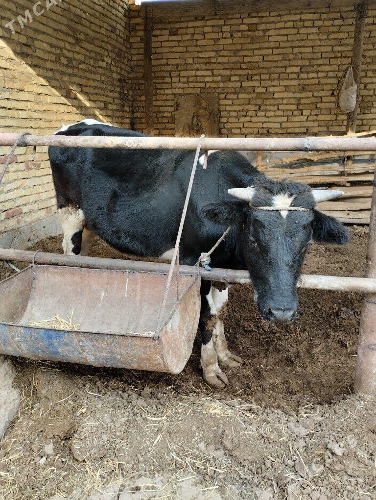 german parodny tohum öküz - Чарджоу - img 4