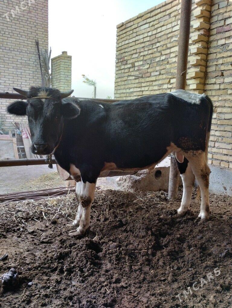 german parodny tohum öküz - Чарджоу - img 3