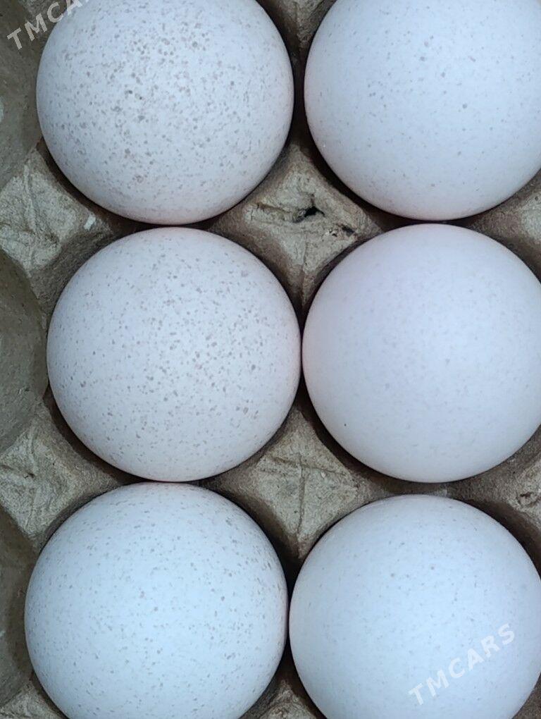 Induk Ýumurtgo - Mary - img 2