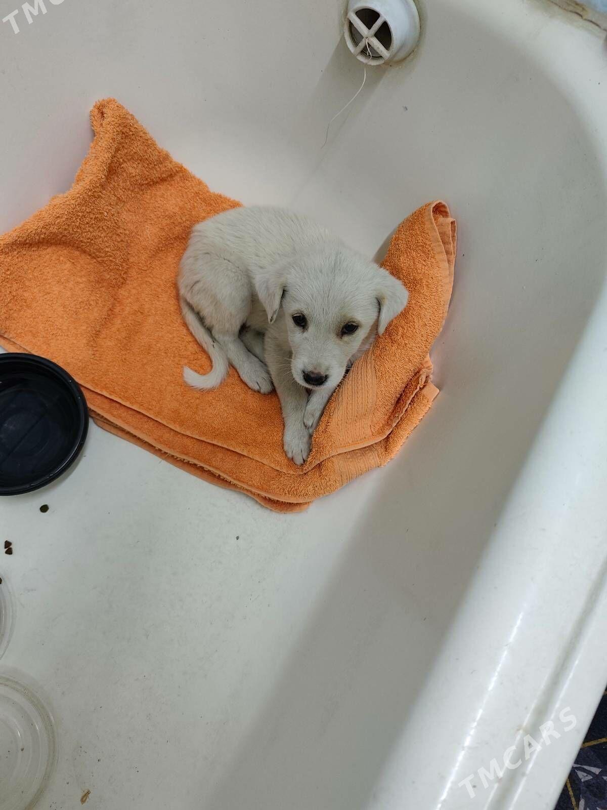 Щенок, самец, не крупный - Mary - img 3