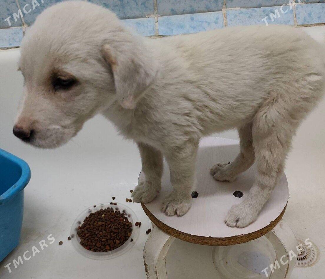 Щенок, самец, не крупный - Mary - img 2