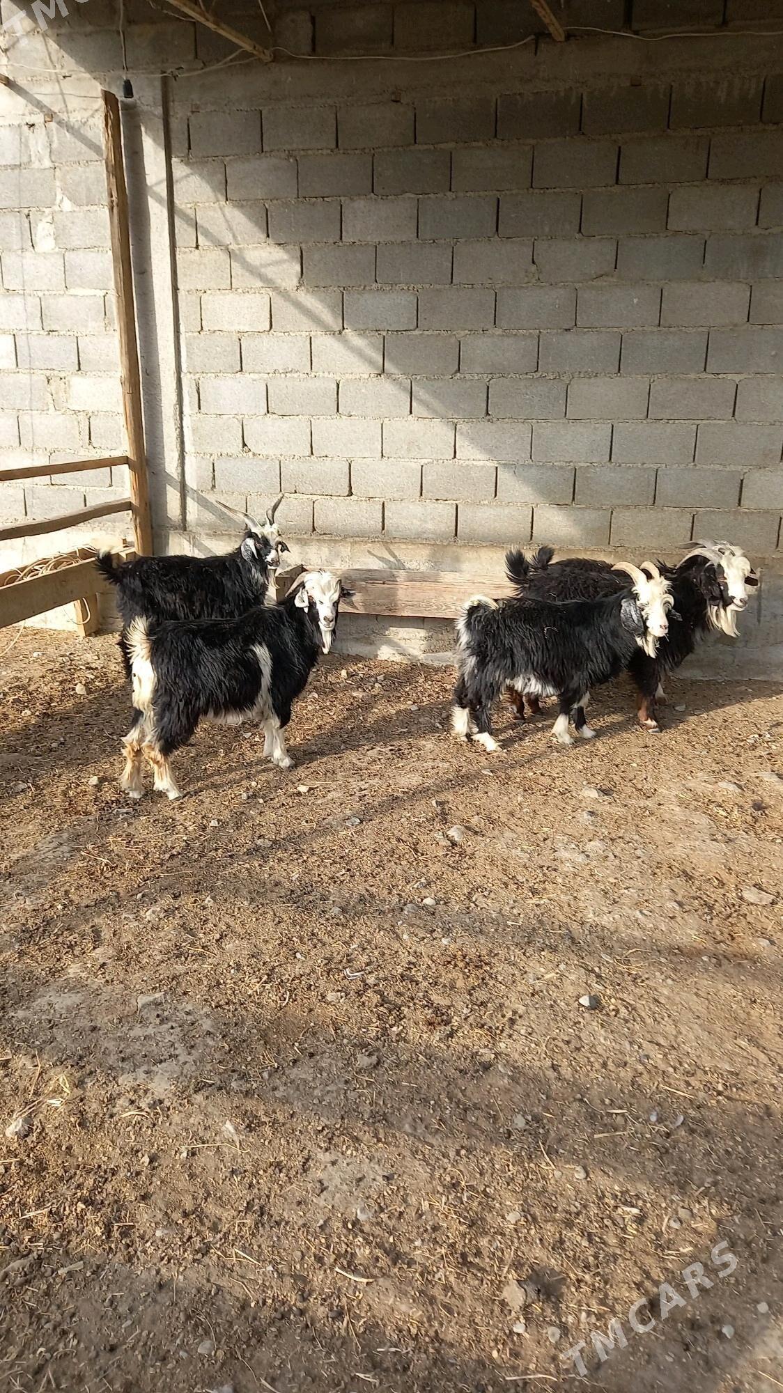 geçi - Бахарден - img 3