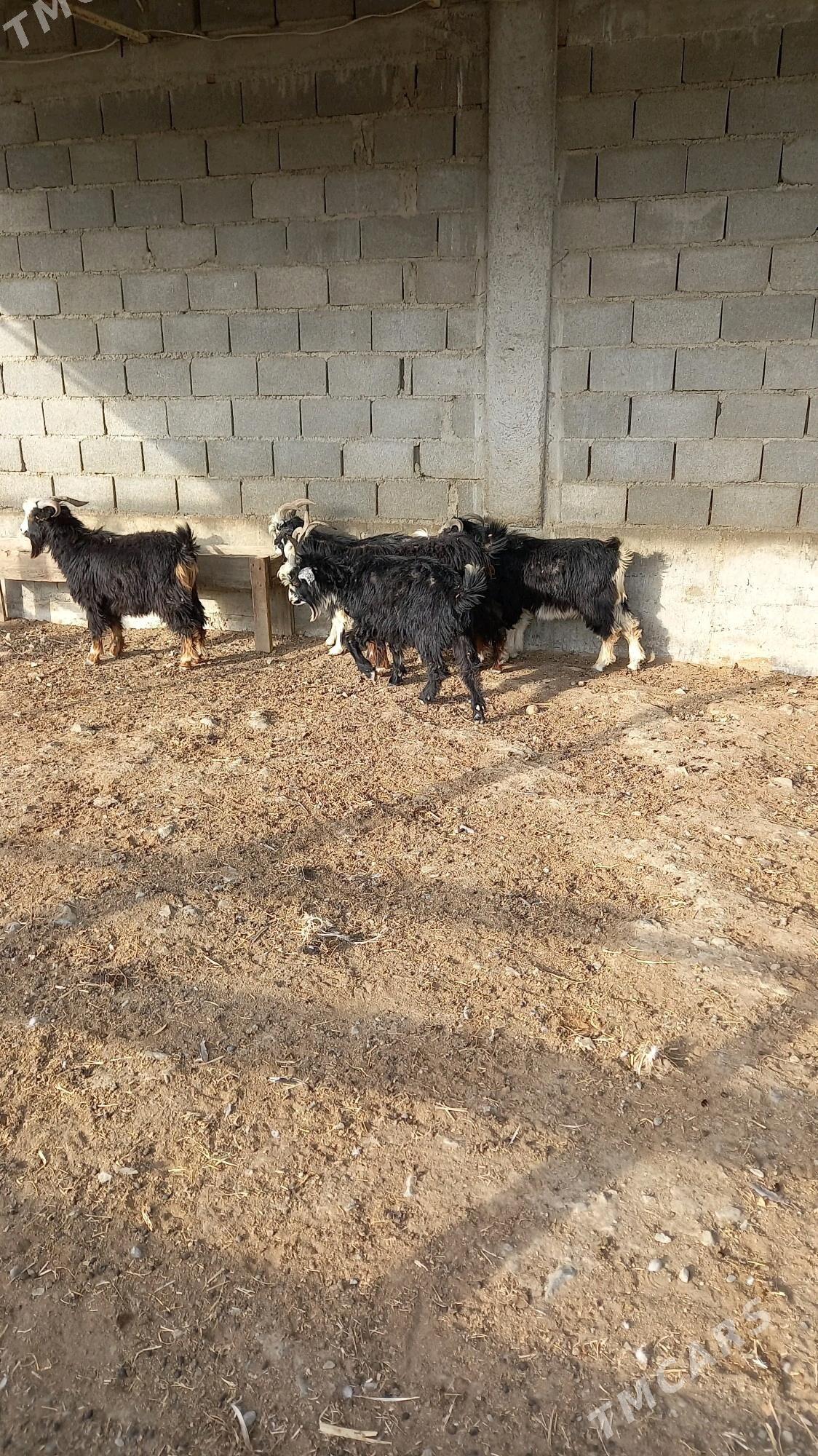geçi - Бахарден - img 2