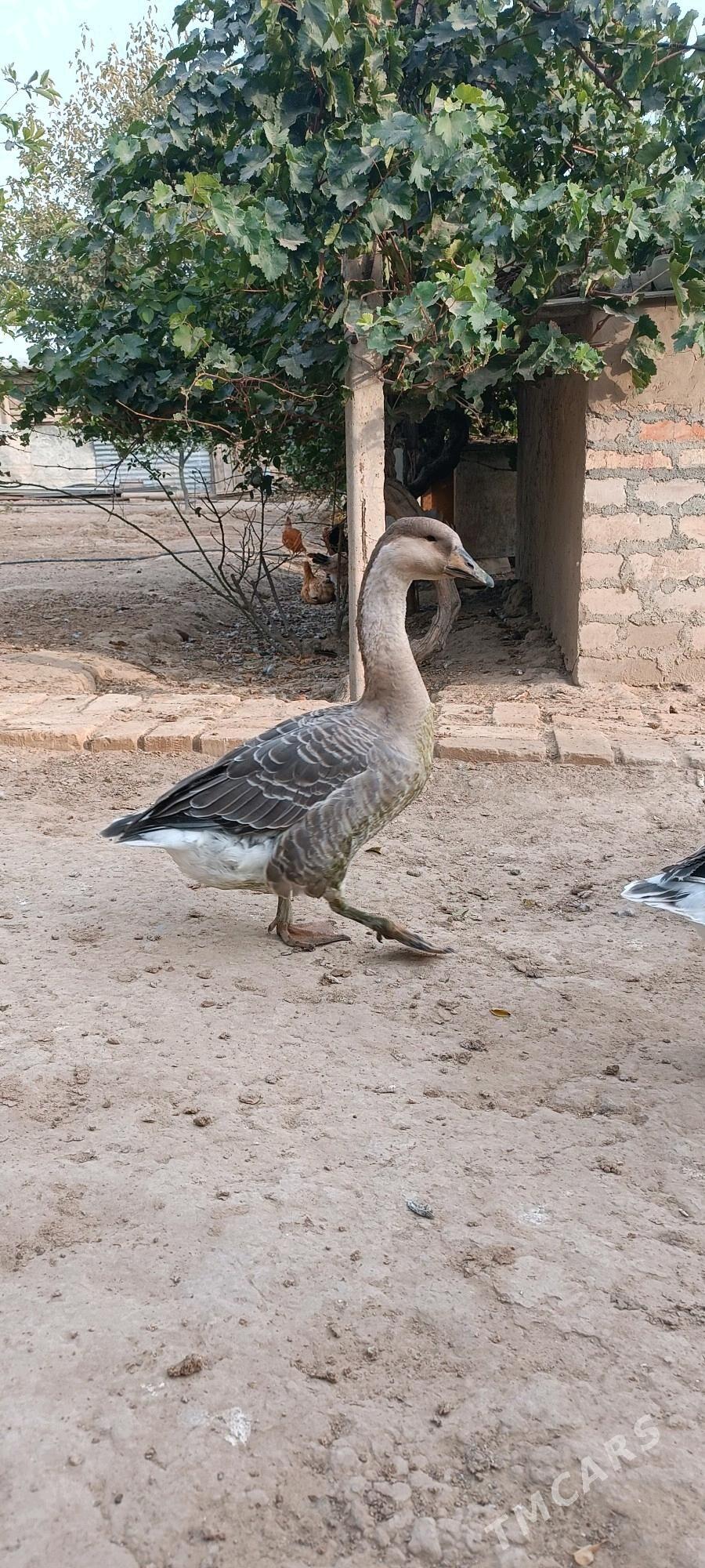 guwa gaz - Кипджак - img 2