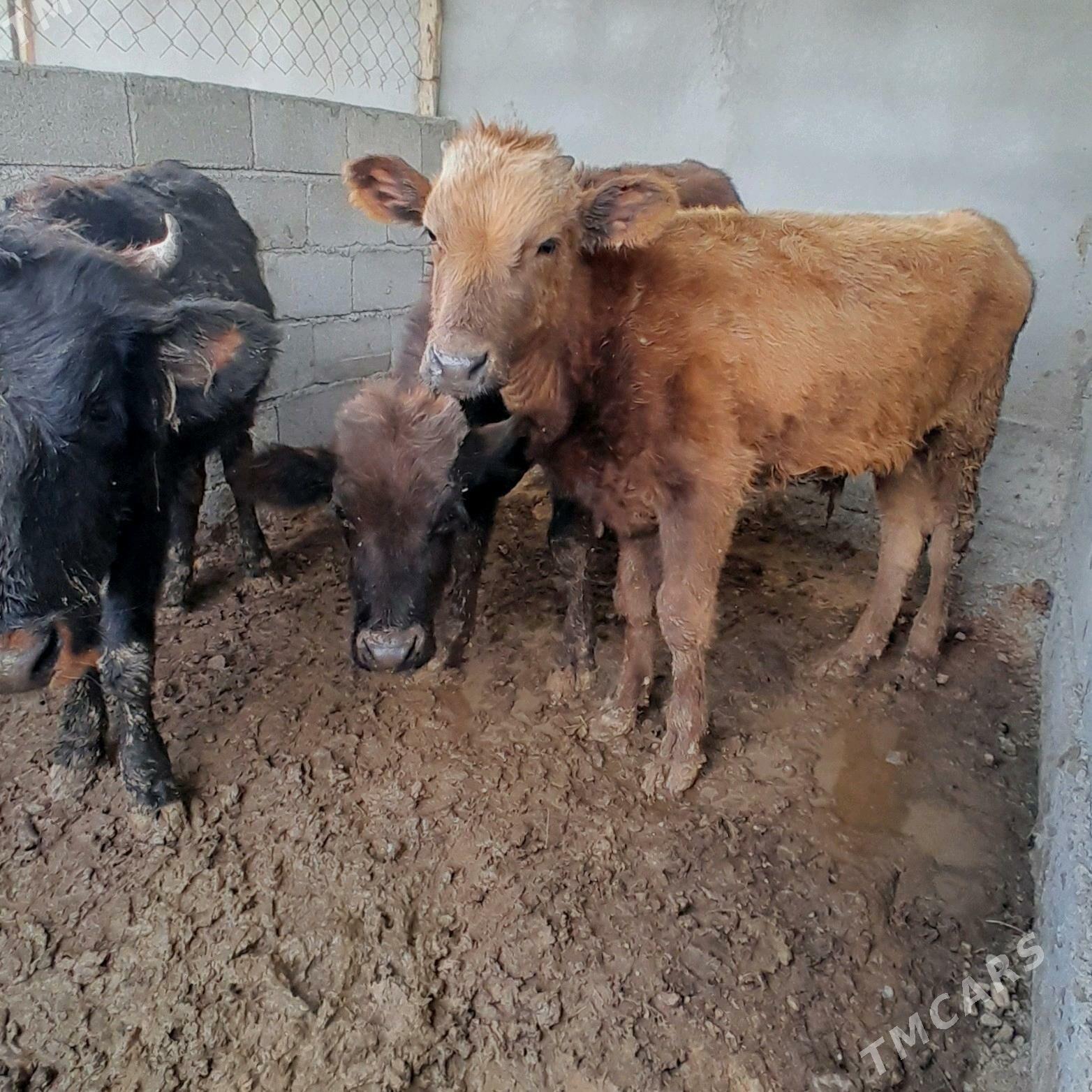 OKUZ 5 SANY - Bagyr - img 3