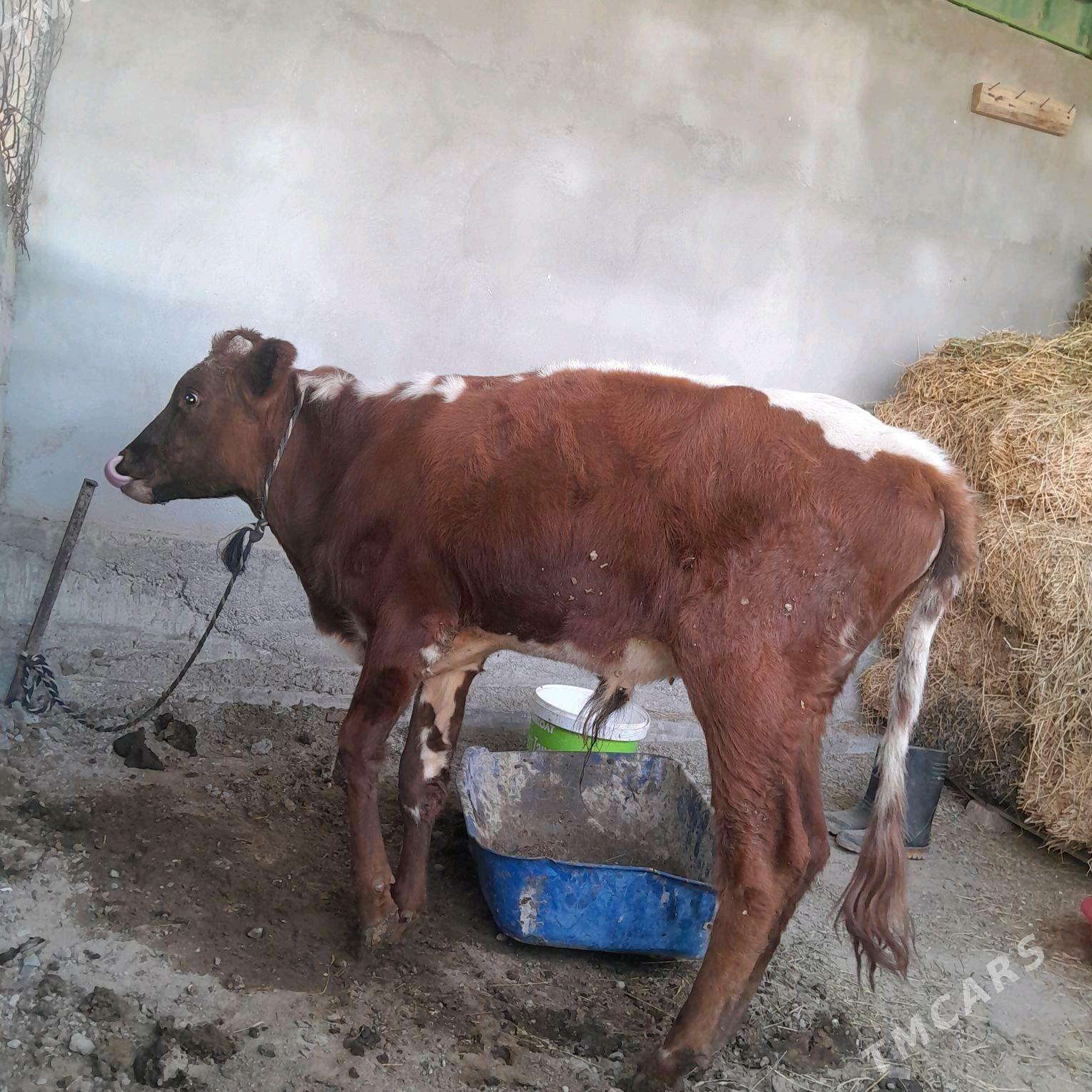 OKUZ 5 SANY - Bagyr - img 2