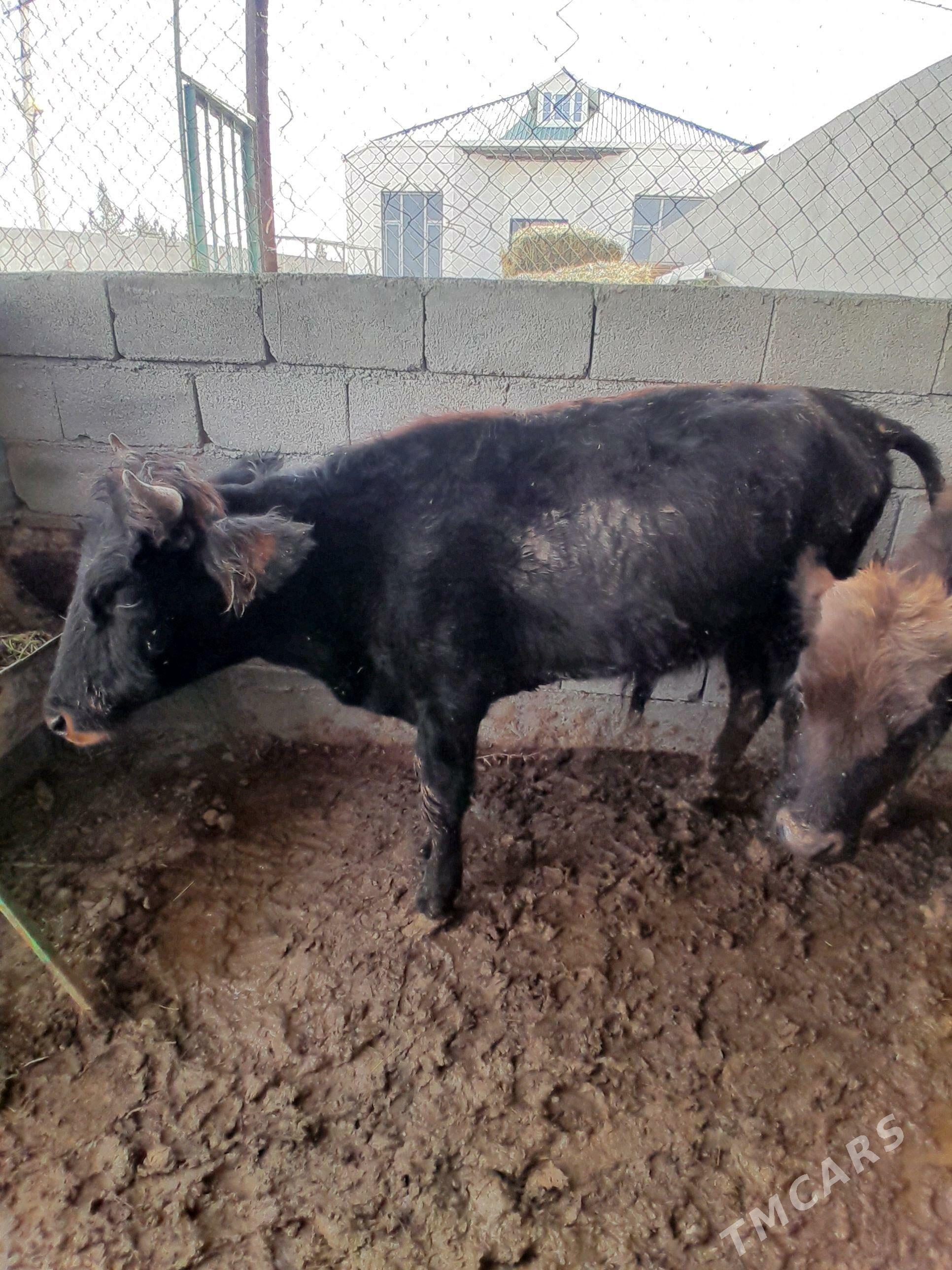 OKUZ 5 SANY - Bagyr - img 4