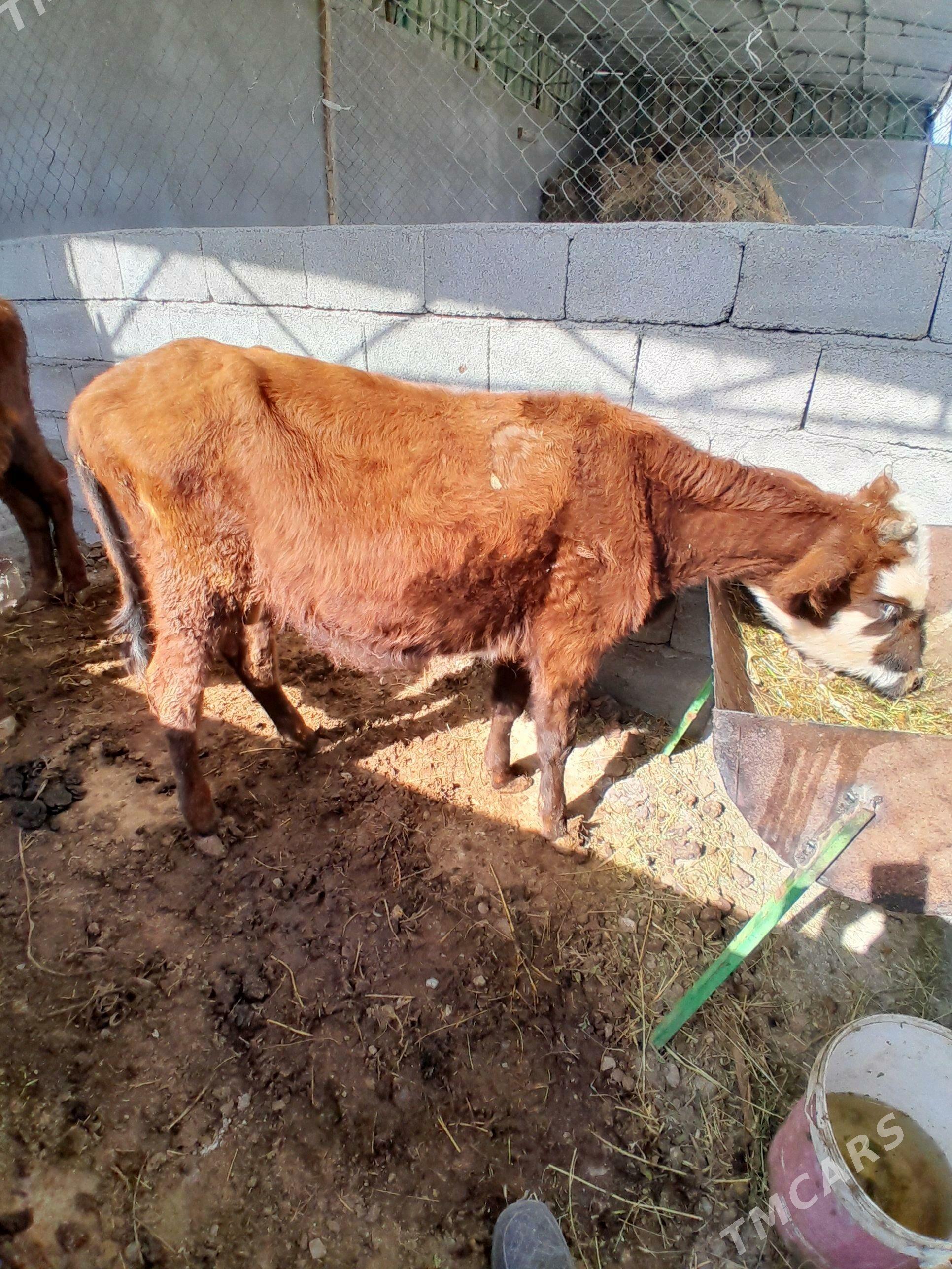 OKUZ 5 SANY - Bagyr - img 5