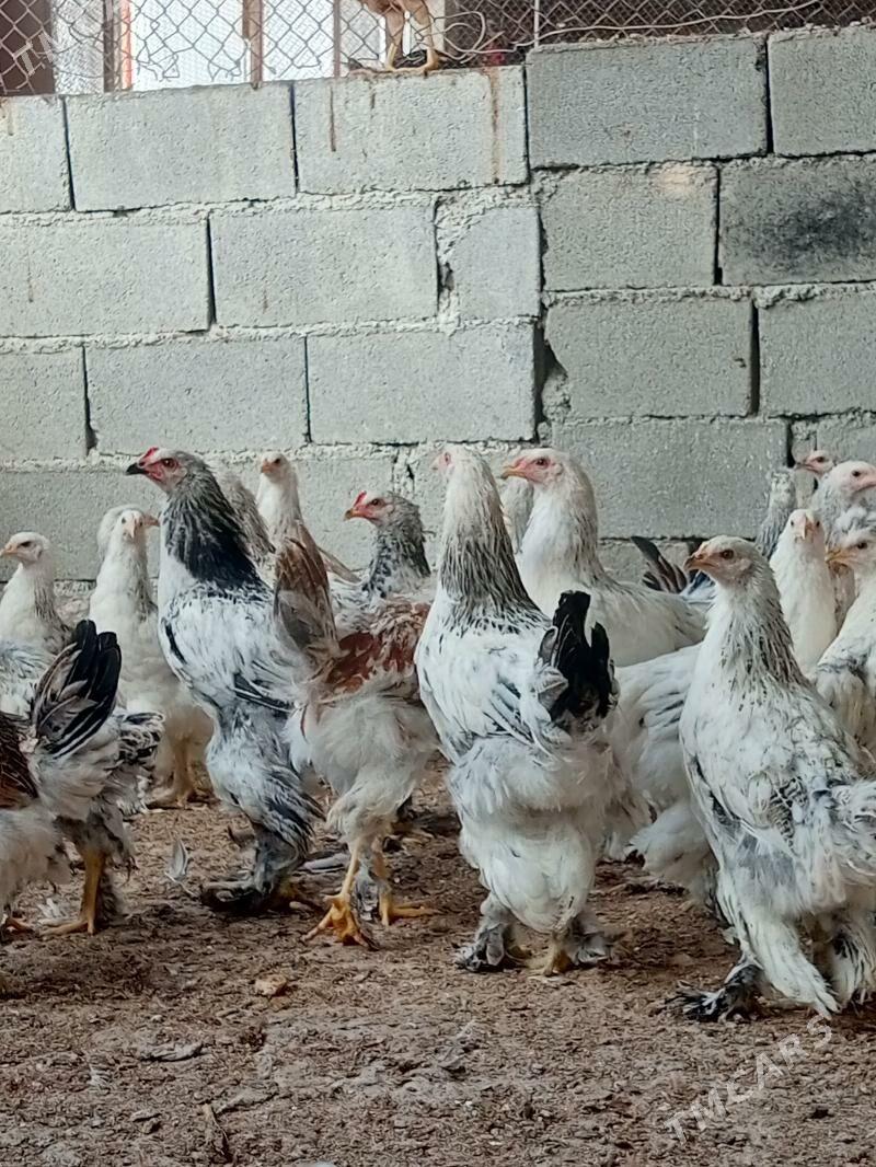 BALGARSKİ Paroda - Aşgabat - img 2