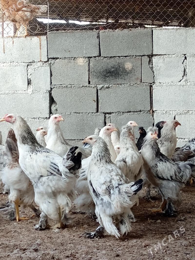 BALGARSKİ Paroda - Aşgabat - img 1