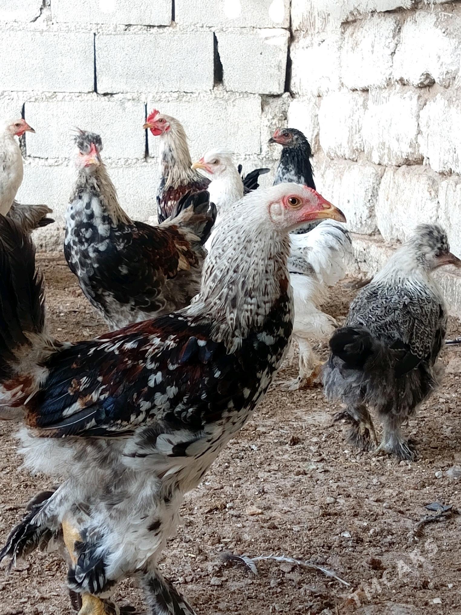 BALGARSKİ Paroda - Aşgabat - img 3