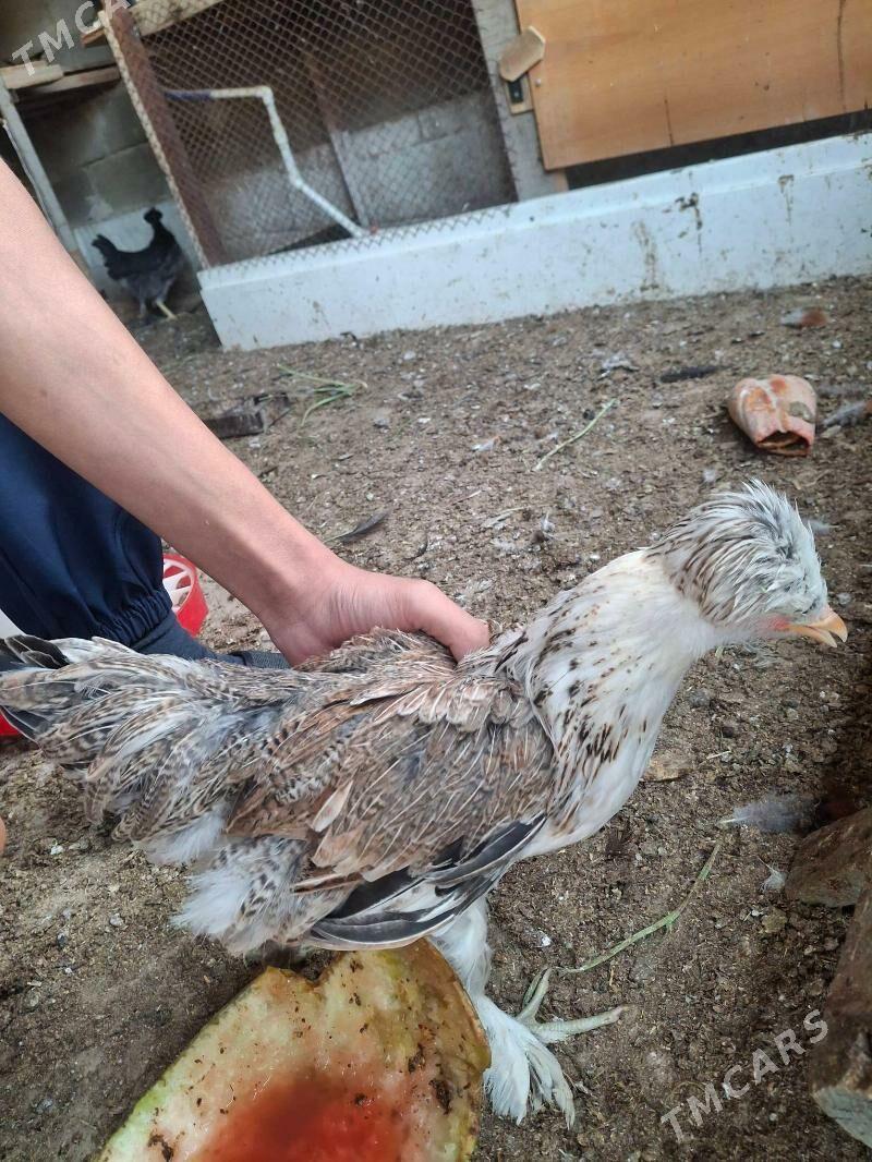 Brama juje - Анев - img 3