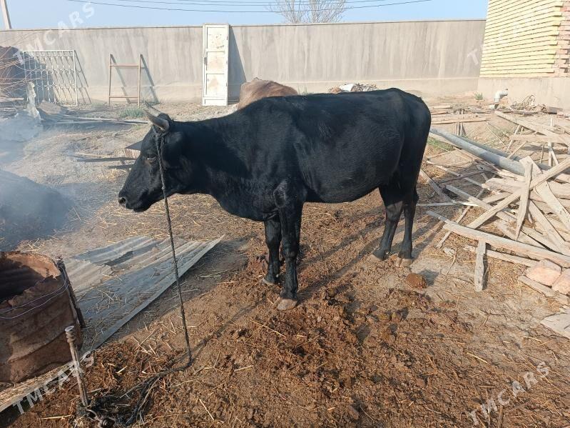 Bogaz Sygyr - Bäherden - img 1