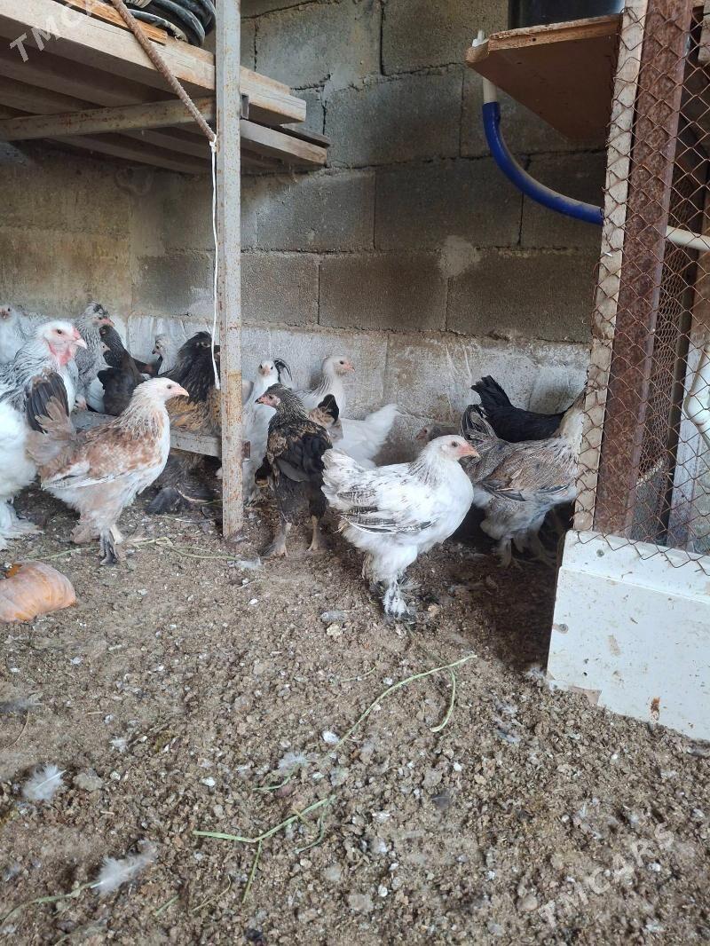 Brama juje - Анев - img 2