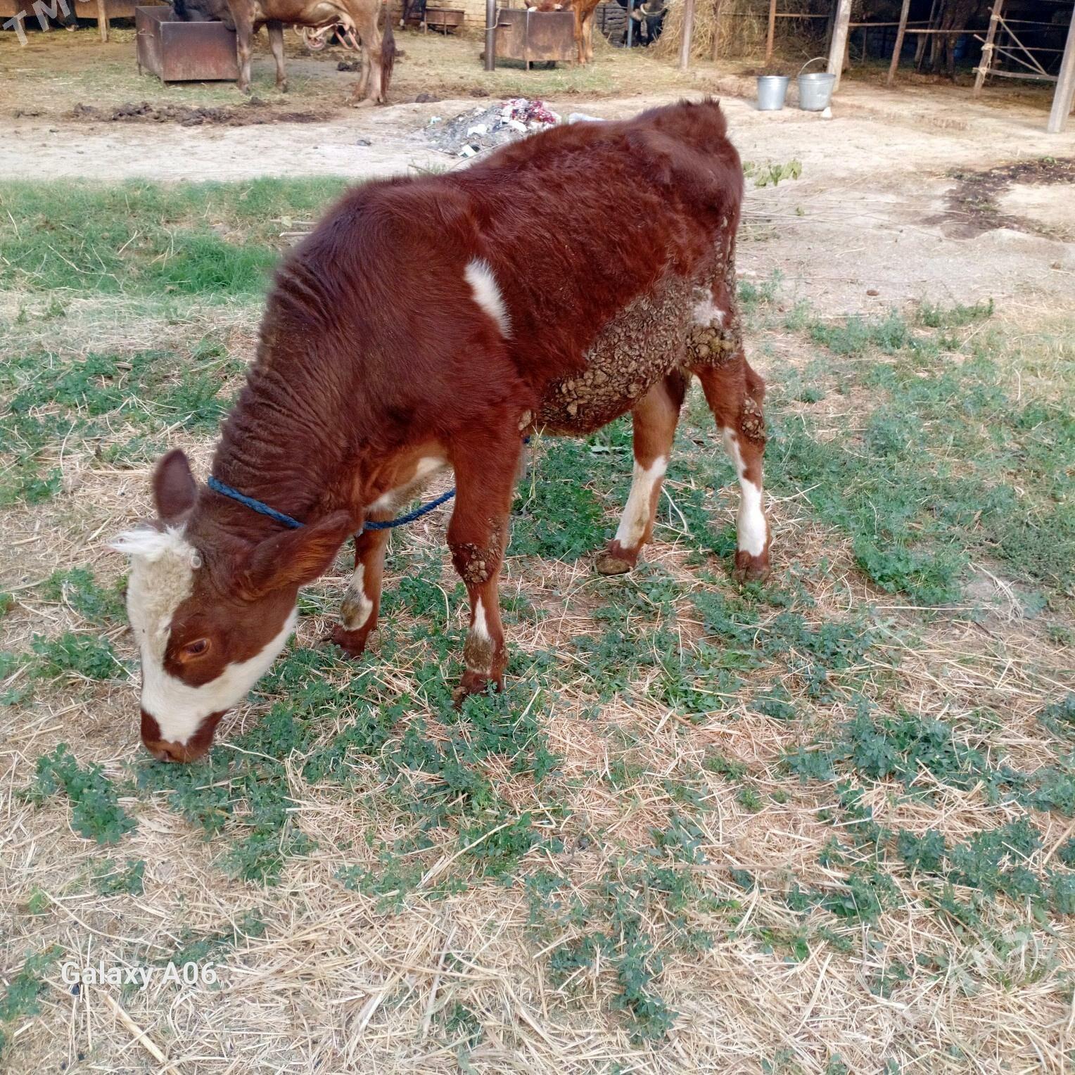 Tuwe - Бахарден - img 1