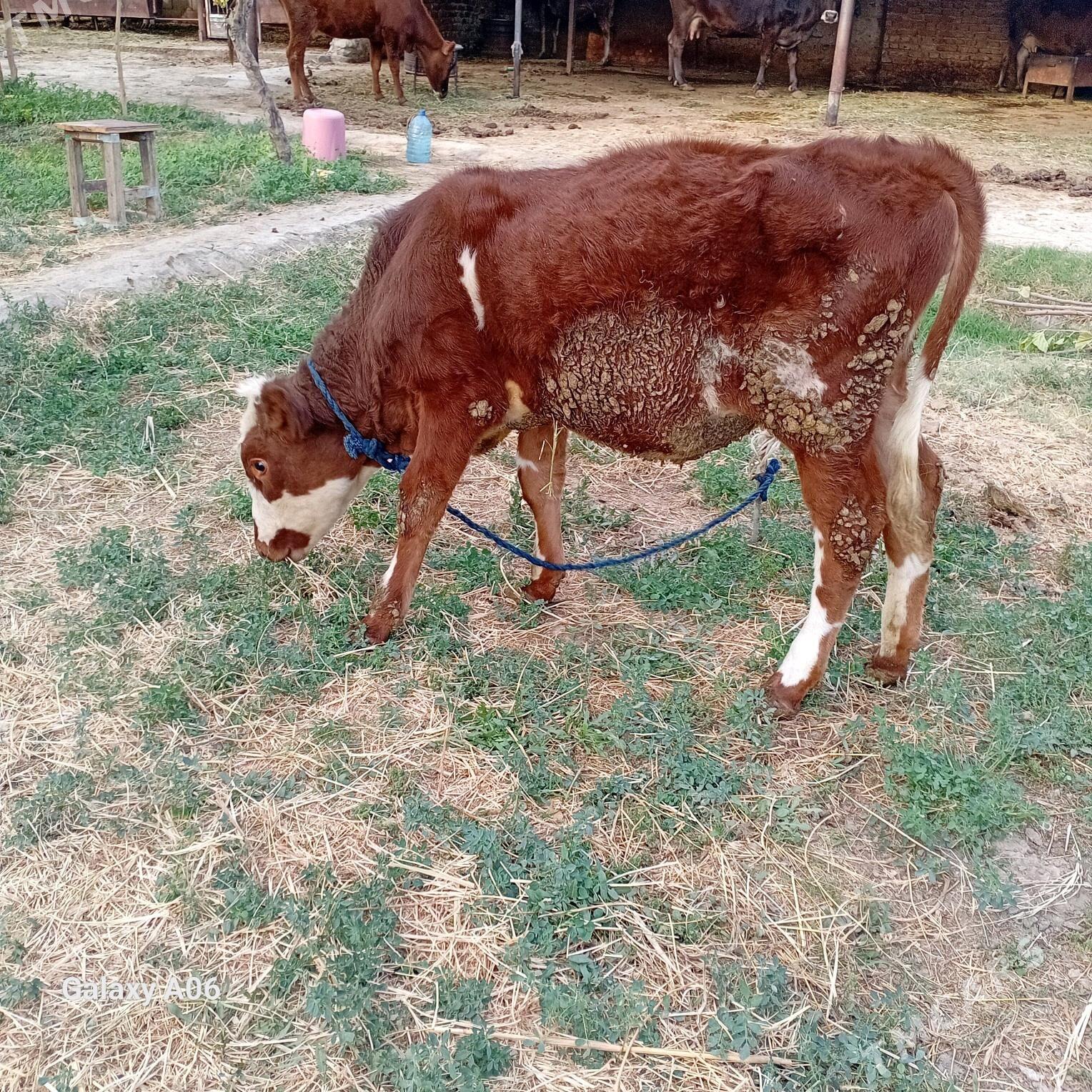 Tuwe - Bäherden - img 2