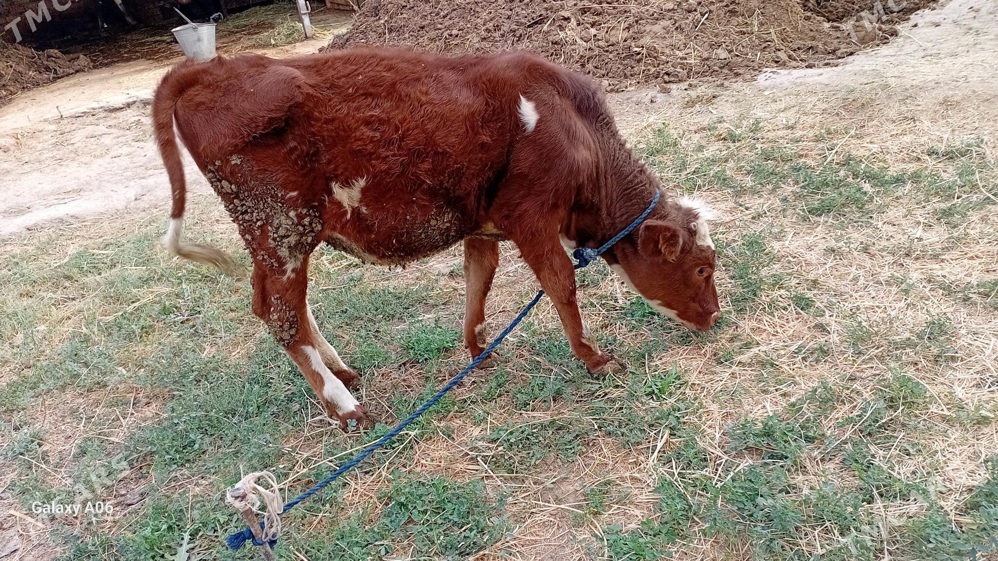 Tuwe - Bäherden - img 3