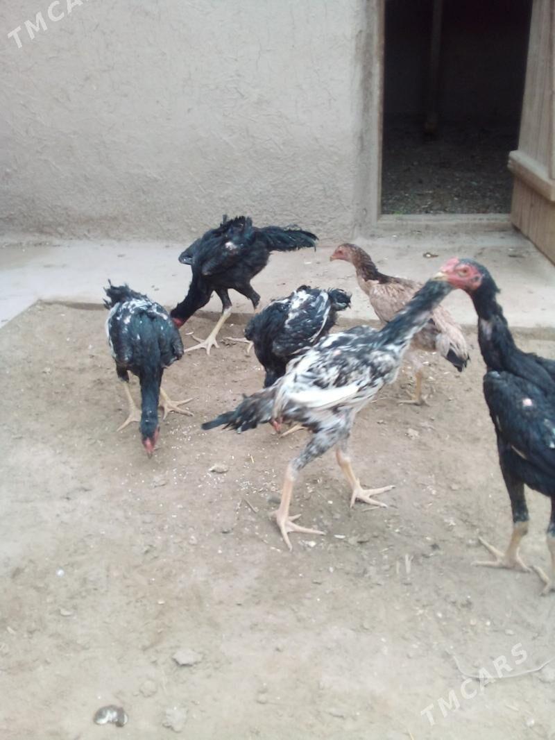 жужа.хоразлар - Дашогуз - img 2