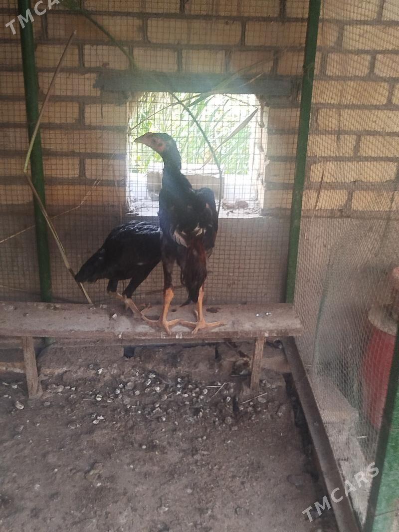 BAYSOW HORAZ - Türkmenabat - img 3