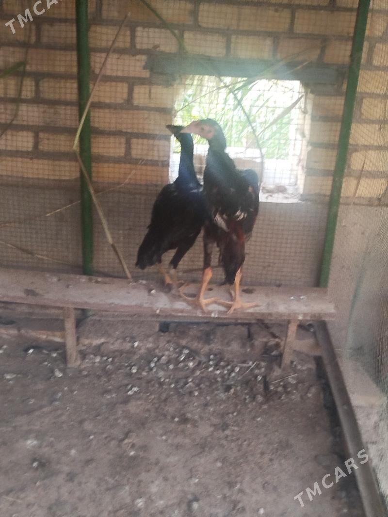 BAYSOW HORAZ - Türkmenabat - img 1