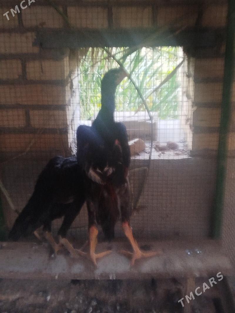 BAYSOW HORAZ - Türkmenabat - img 2