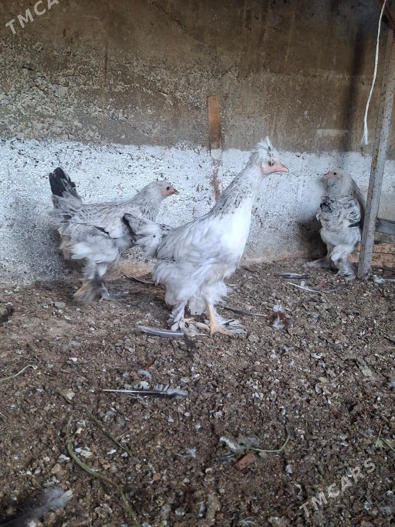 Brama jüje - Änew - img 2