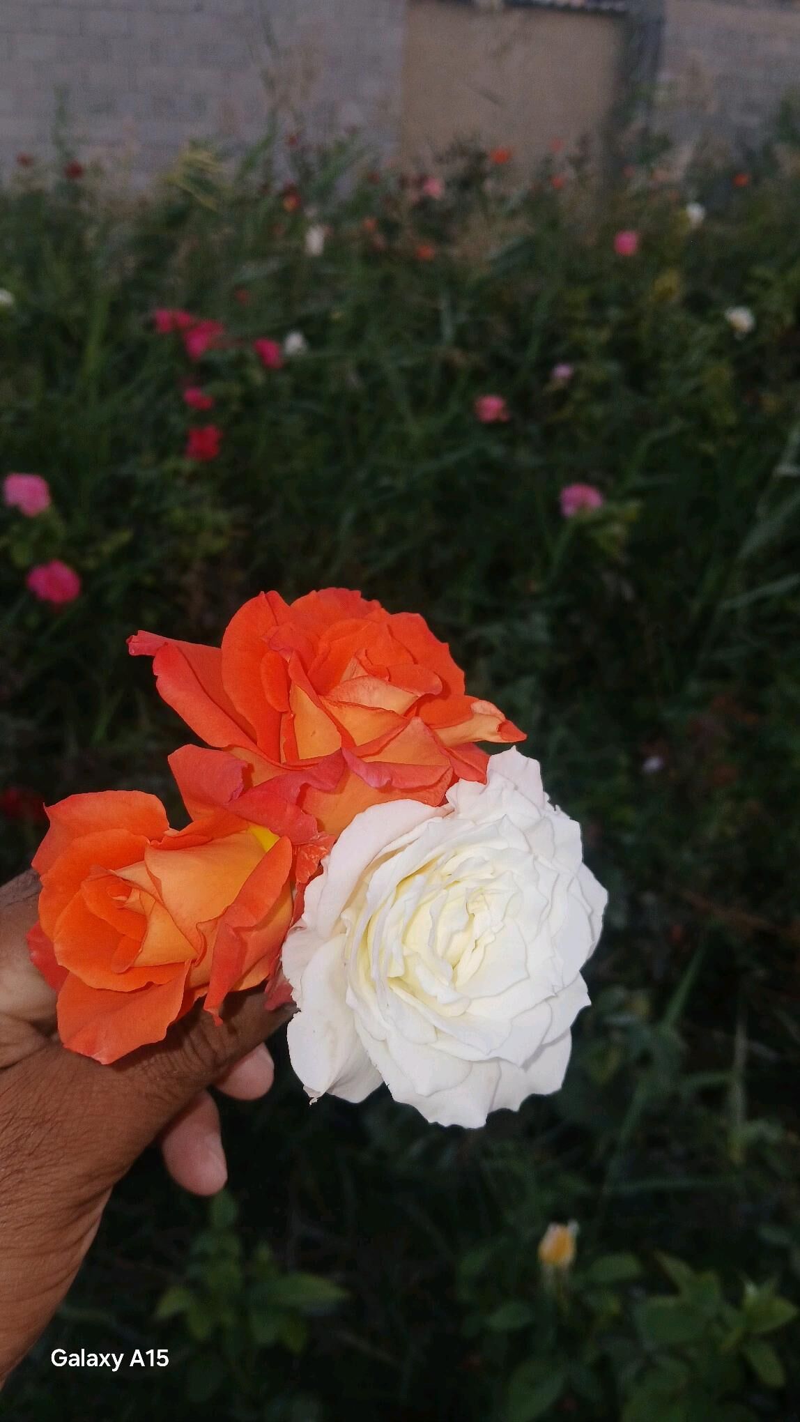 Bägül - Гёкдепе - img 9