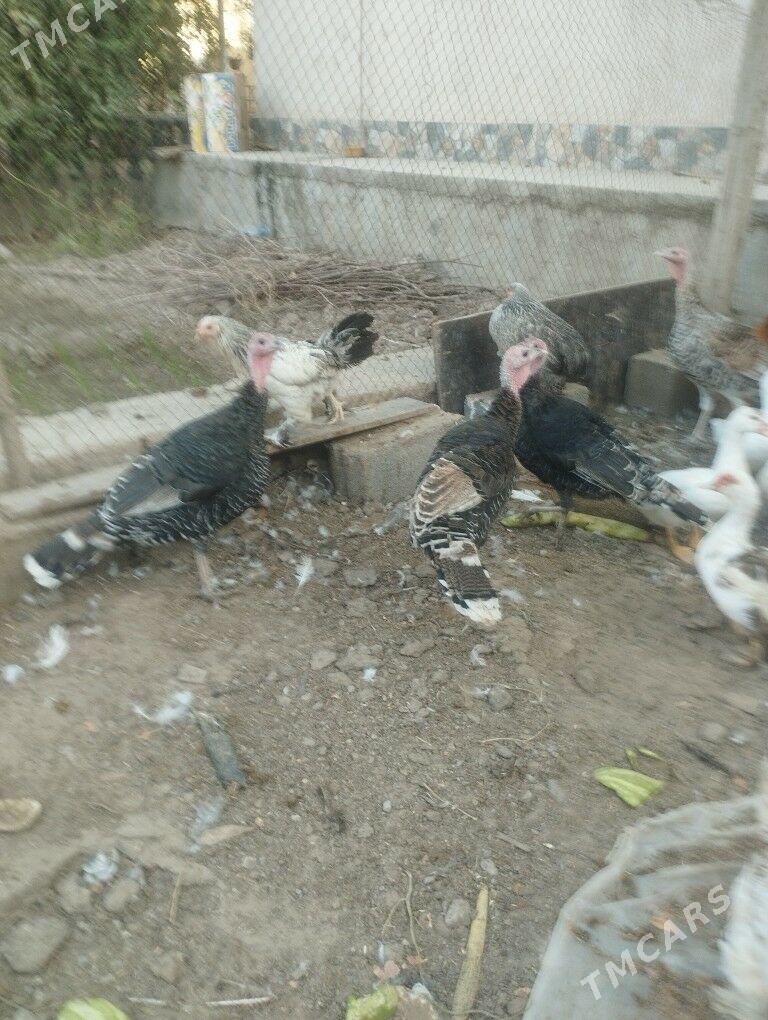 Induk - Änew - img 2