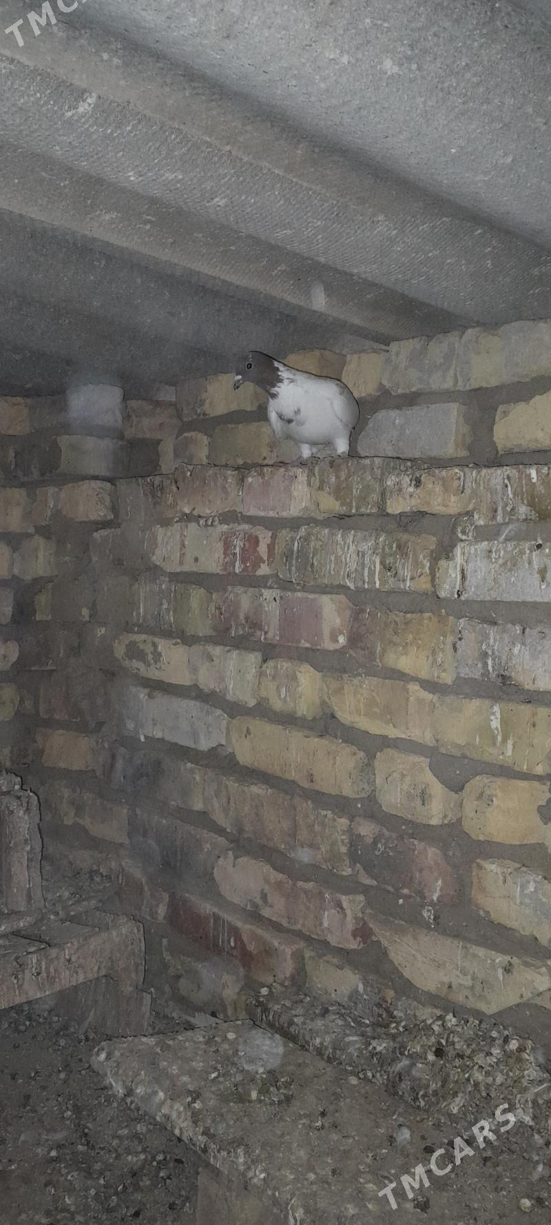 Кепдер - Туркменабат - img 1