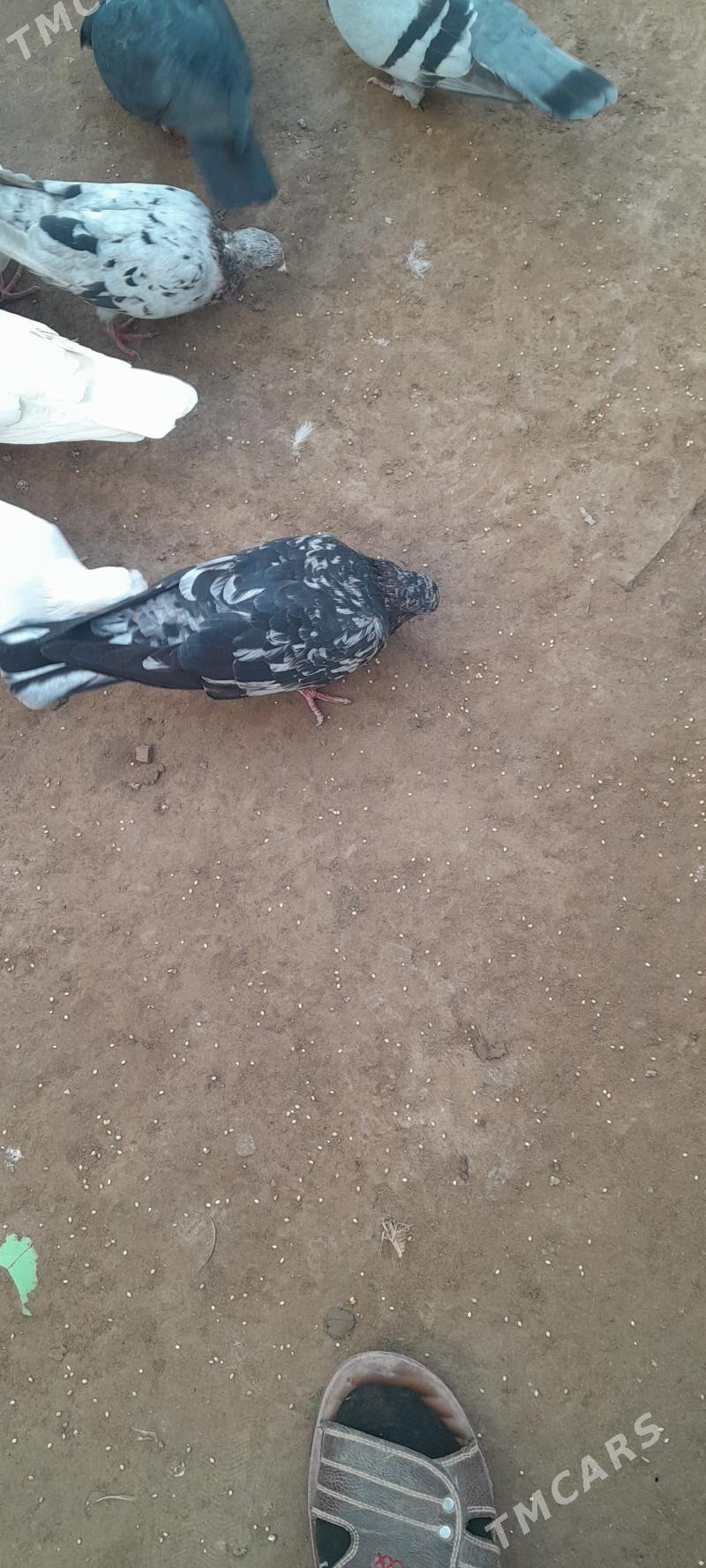 Кепдер - Türkmenabat - img 2