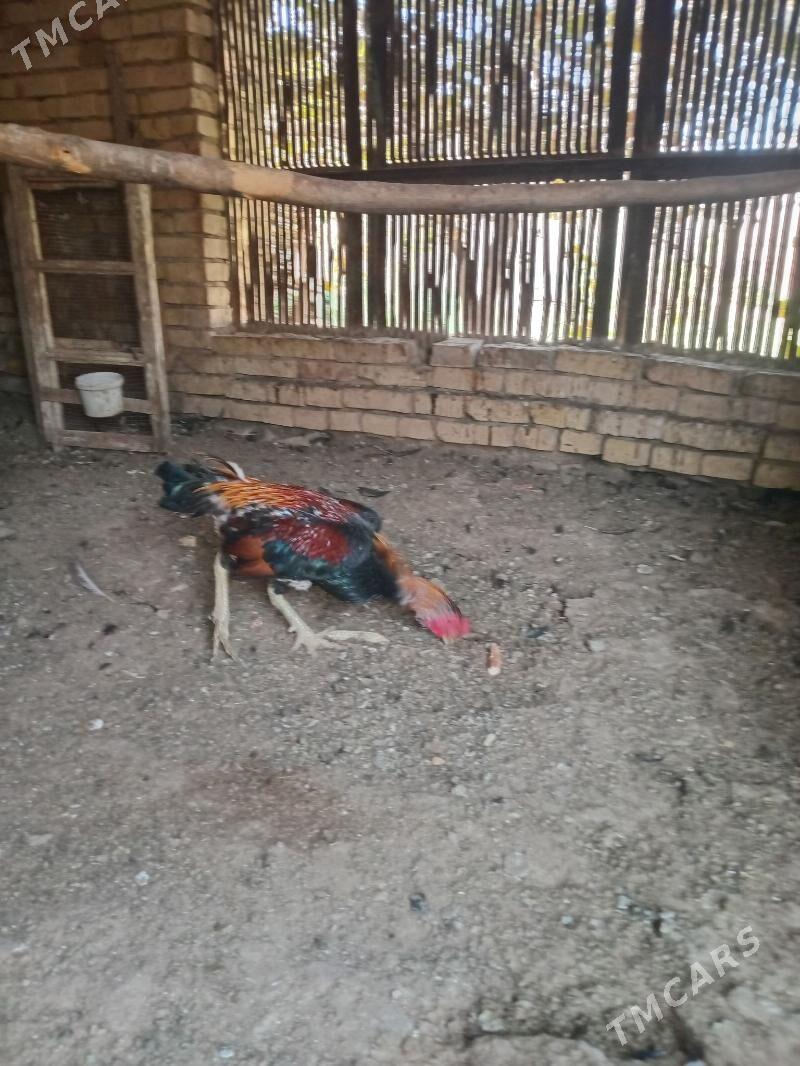 bayes horaz - Wekilbazar - img 1