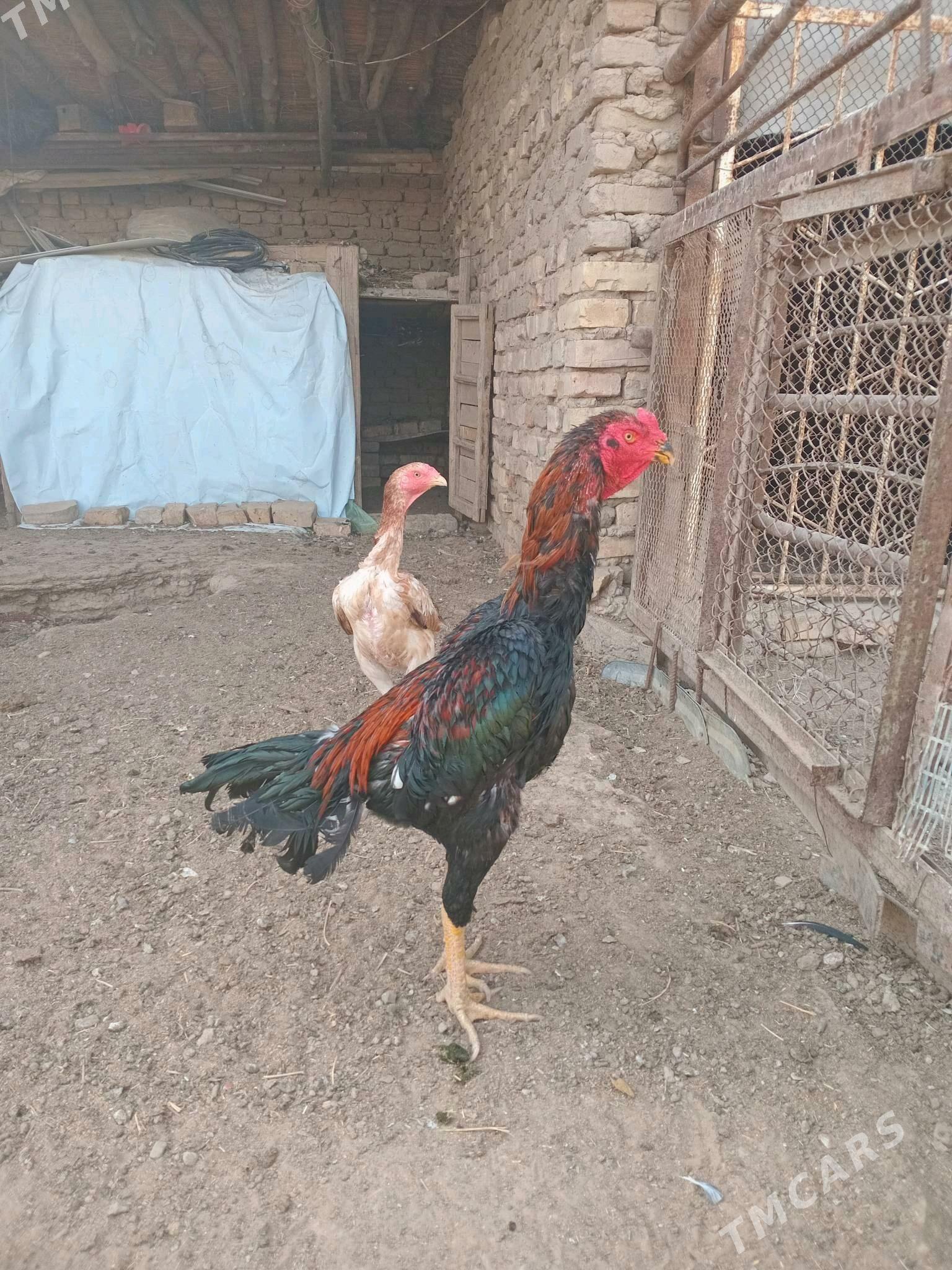 bayes horaz - Wekilbazar - img 2