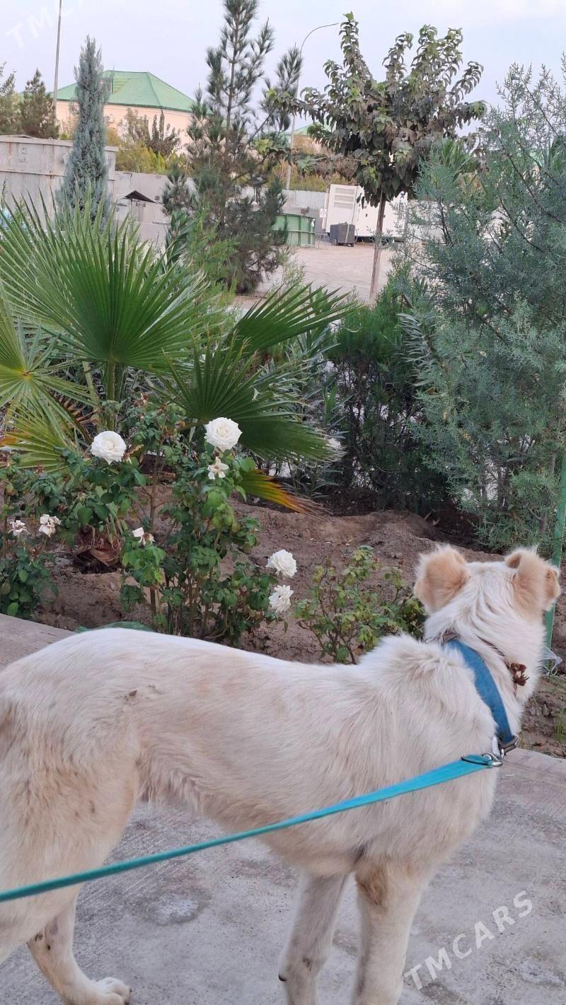 Alabay turkmen it - Çoganly - img 5