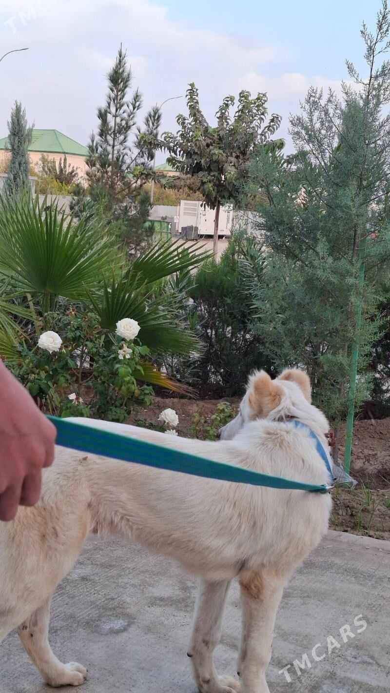 Alabay turkmen it - Çoganly - img 2