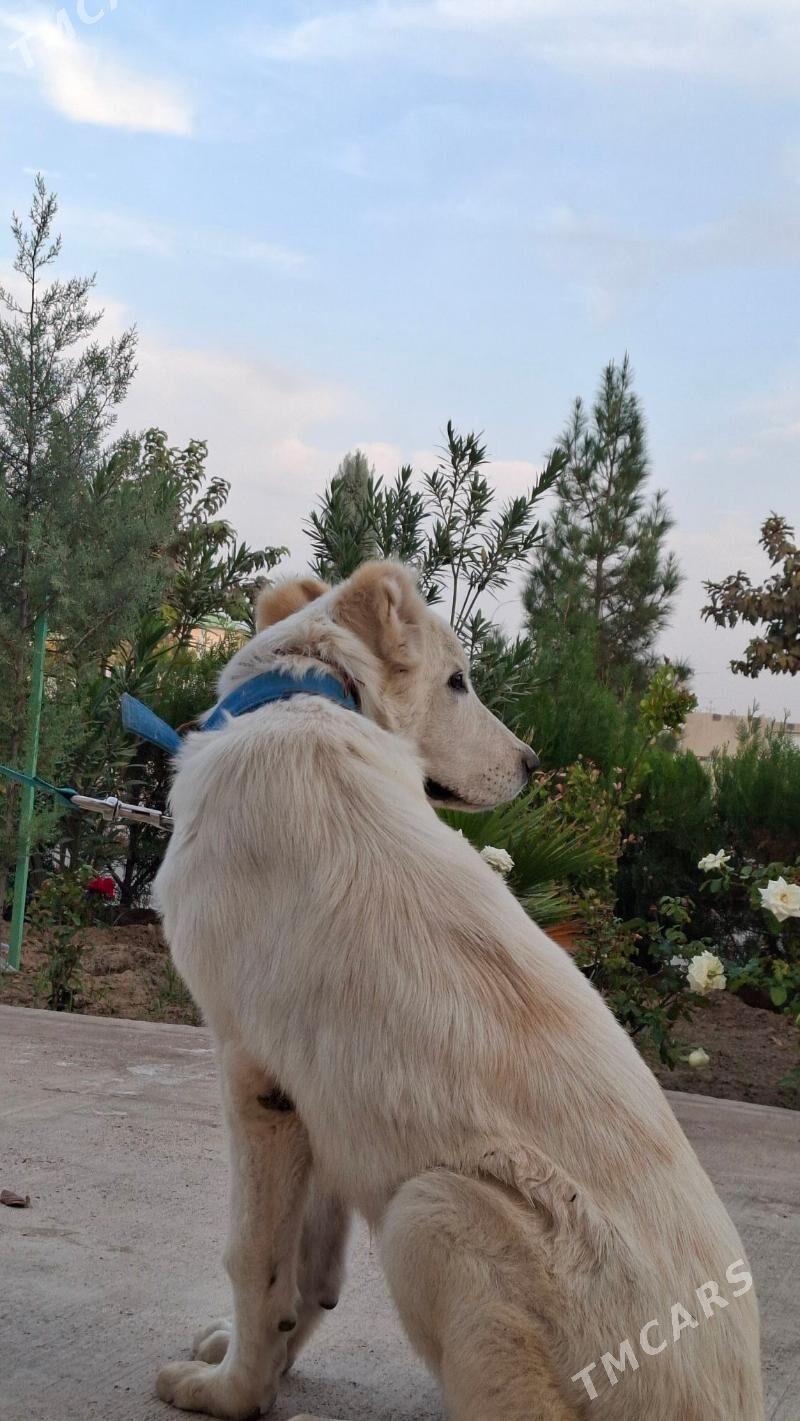 Alabay turkmen it - Çoganly - img 3