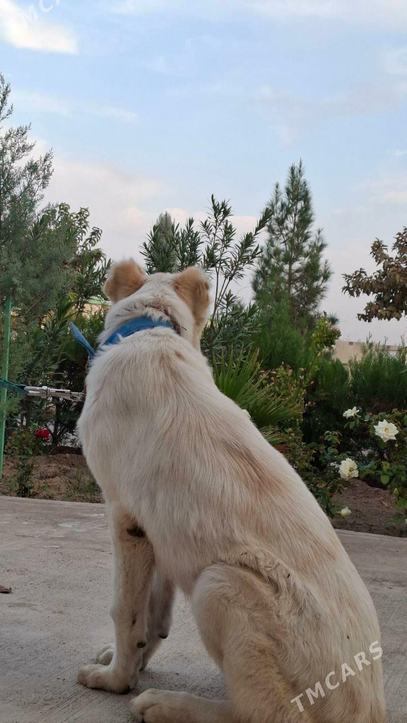 Alabay turkmen it - Çoganly - img 4