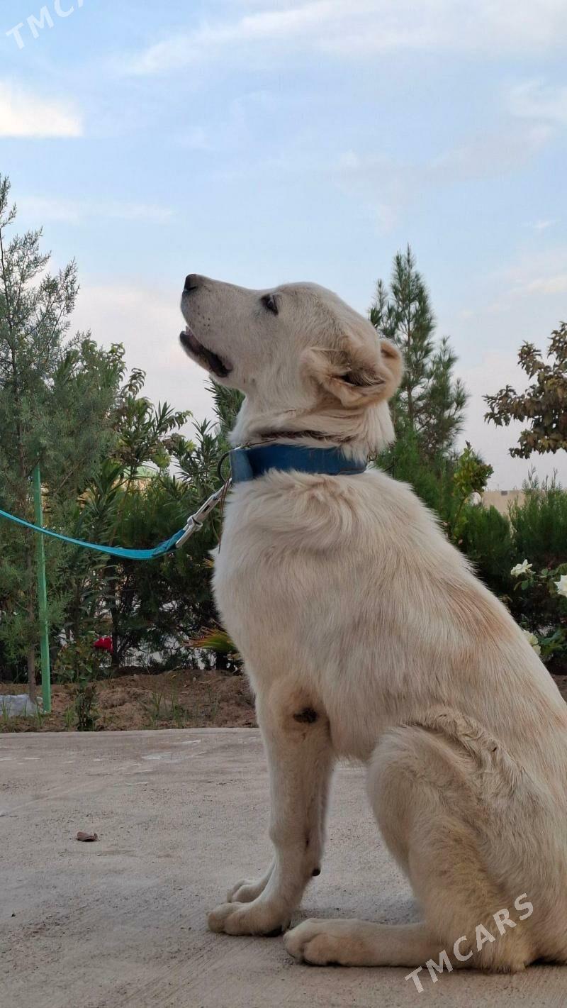 Alabay turkmen it - Çoganly - img 6