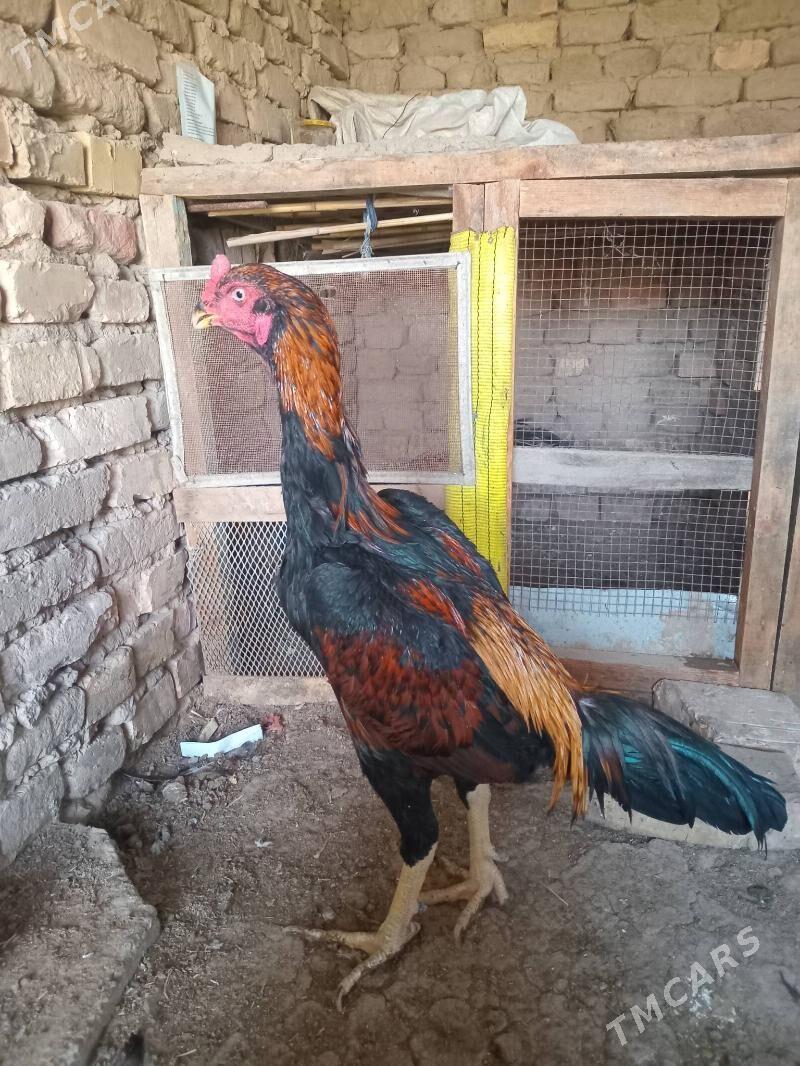 bayes horaz - Wekilbazar - img 3