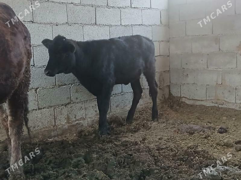 tuwe gibrit - Бузмеин - img 3