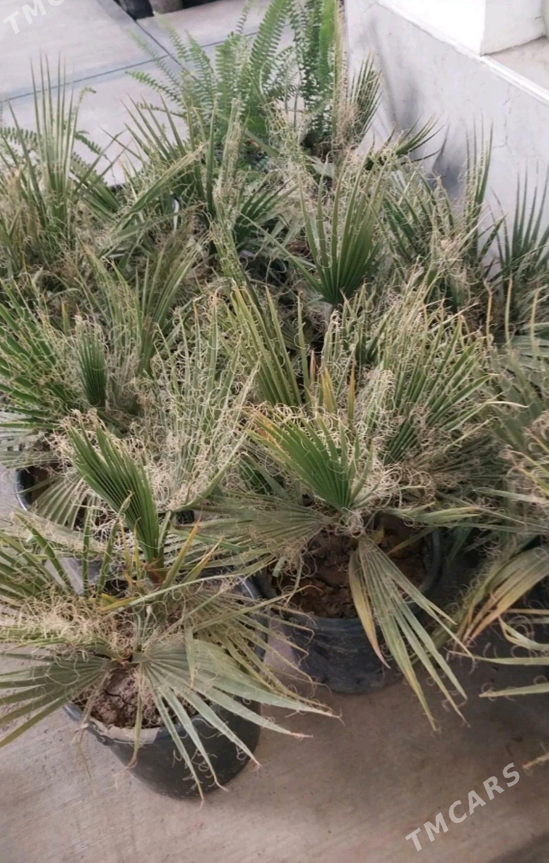 цветы колеус , алое gul - Aşgabat - img 4