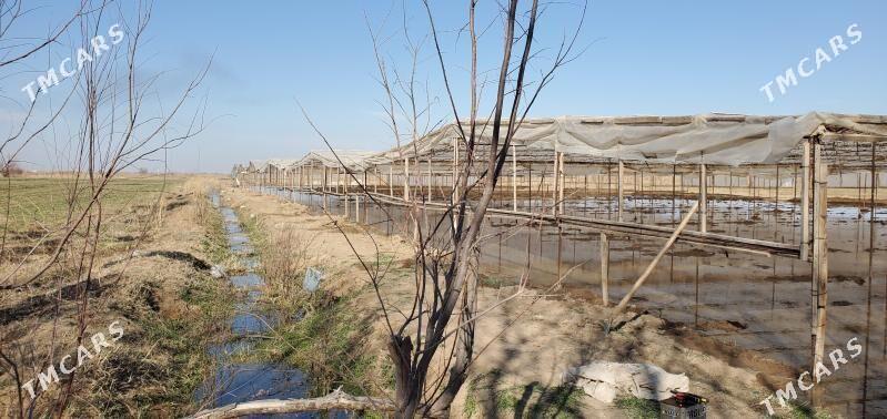 PARNIK - Мургап - img 2