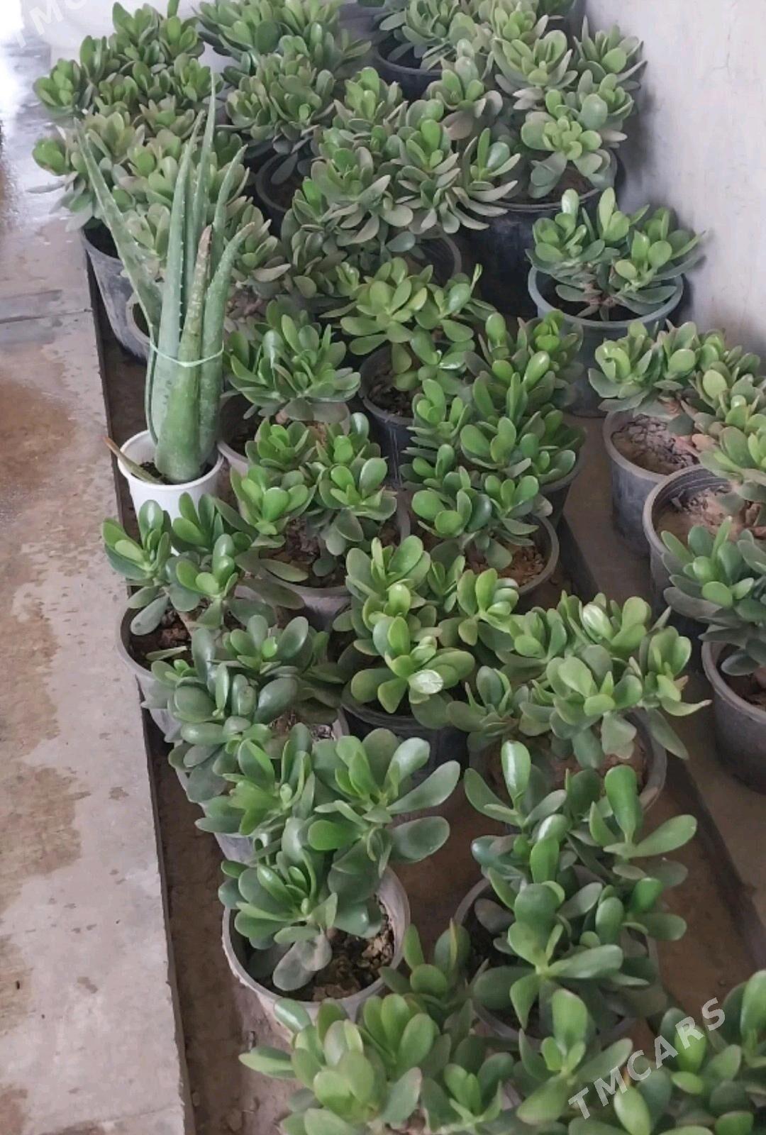 цветы колеус , алое gul - Aşgabat - img 6