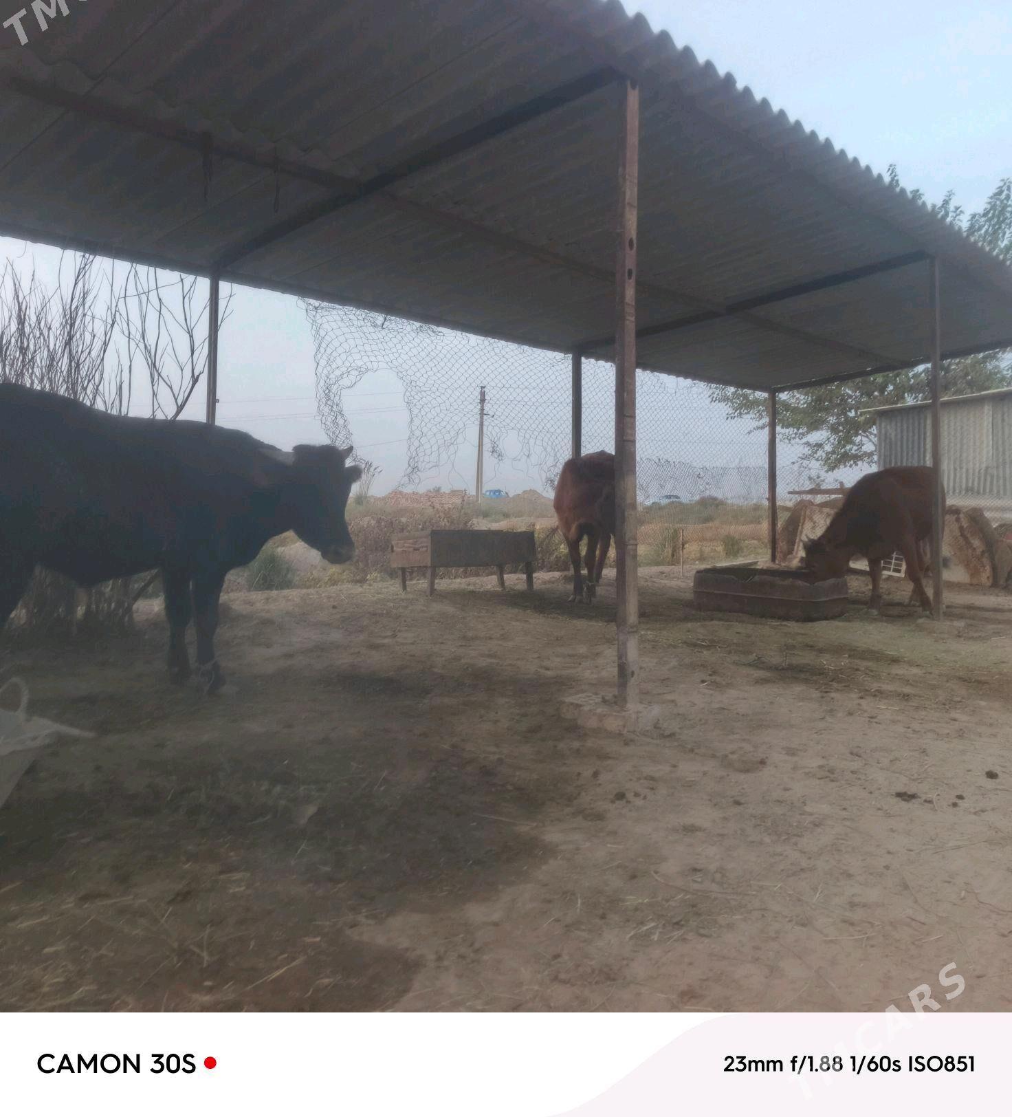 iki guljyn  bowaz mal bir okuz - Сакарчага - img 2