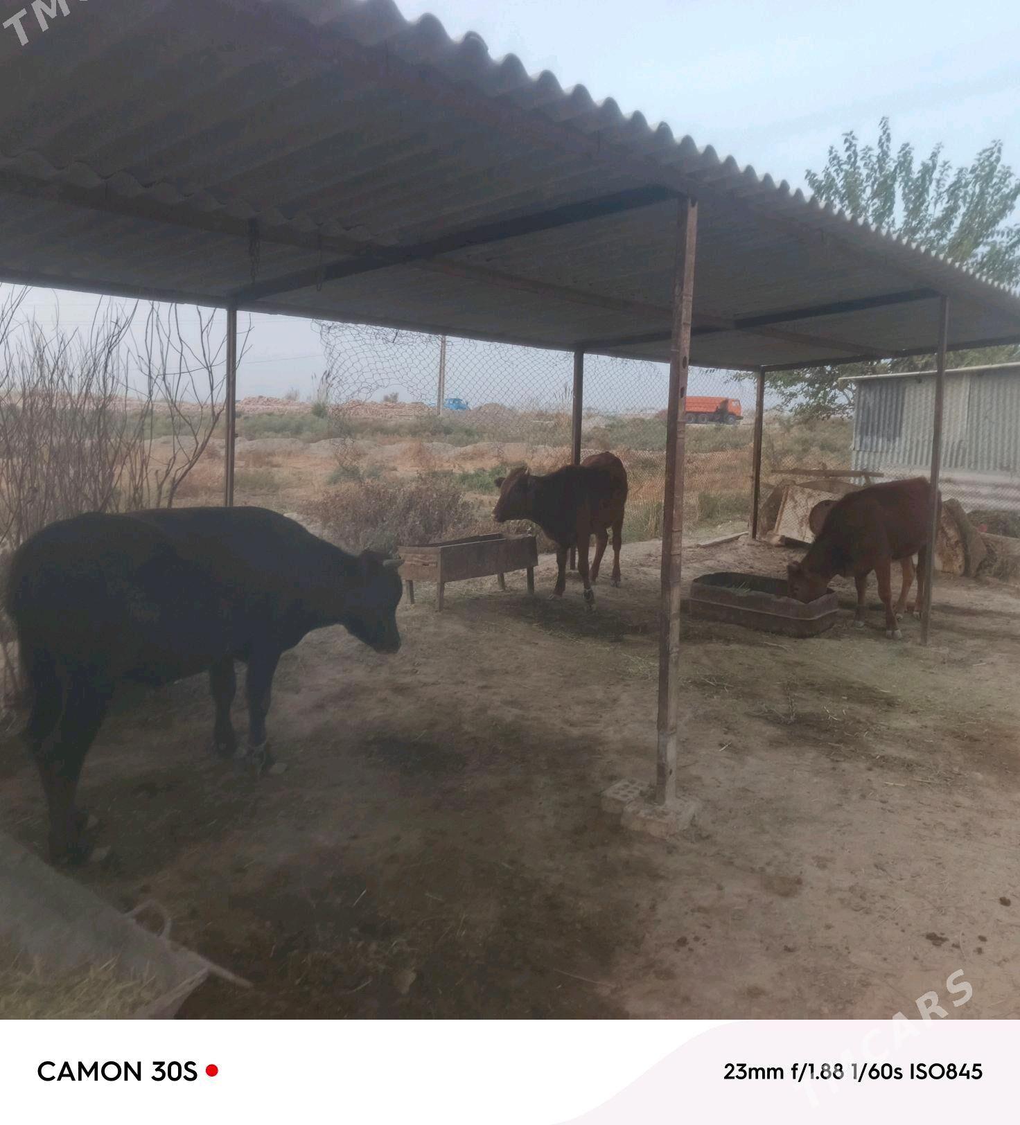 iki guljyn  bowaz mal bir okuz - Сакарчага - img 3