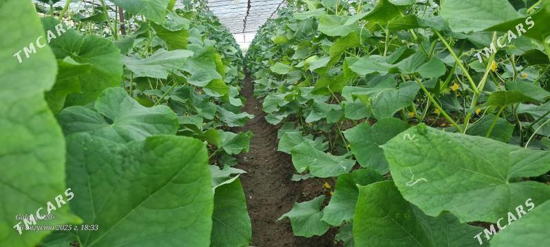 PARNIK - Мургап - img 4