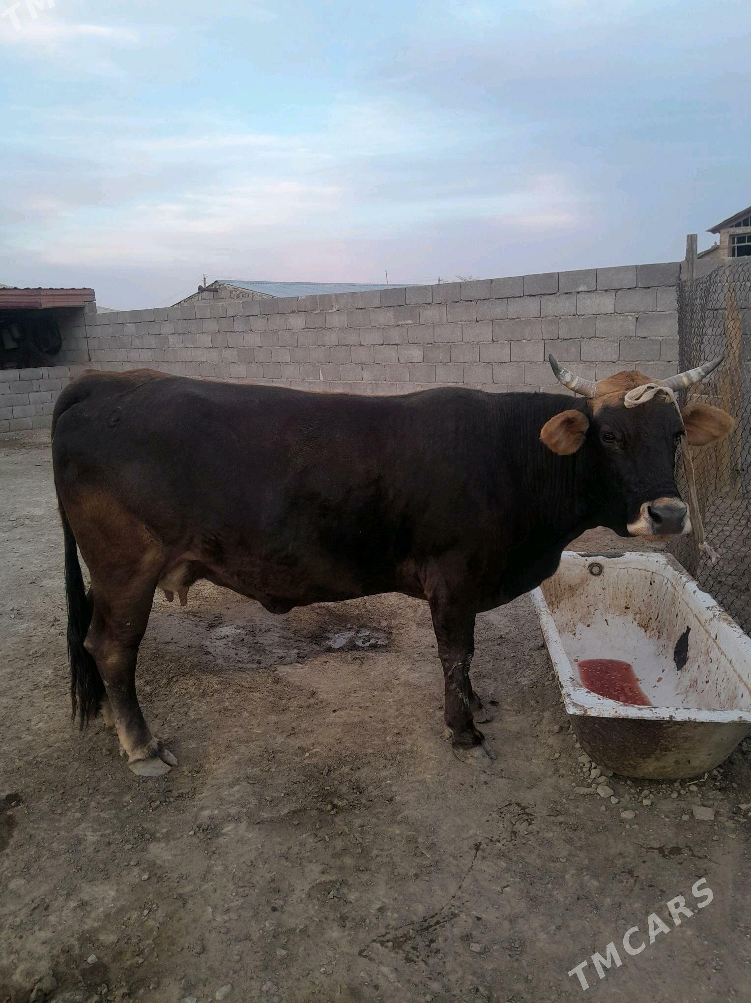 Sygyr - Берекет - img 2