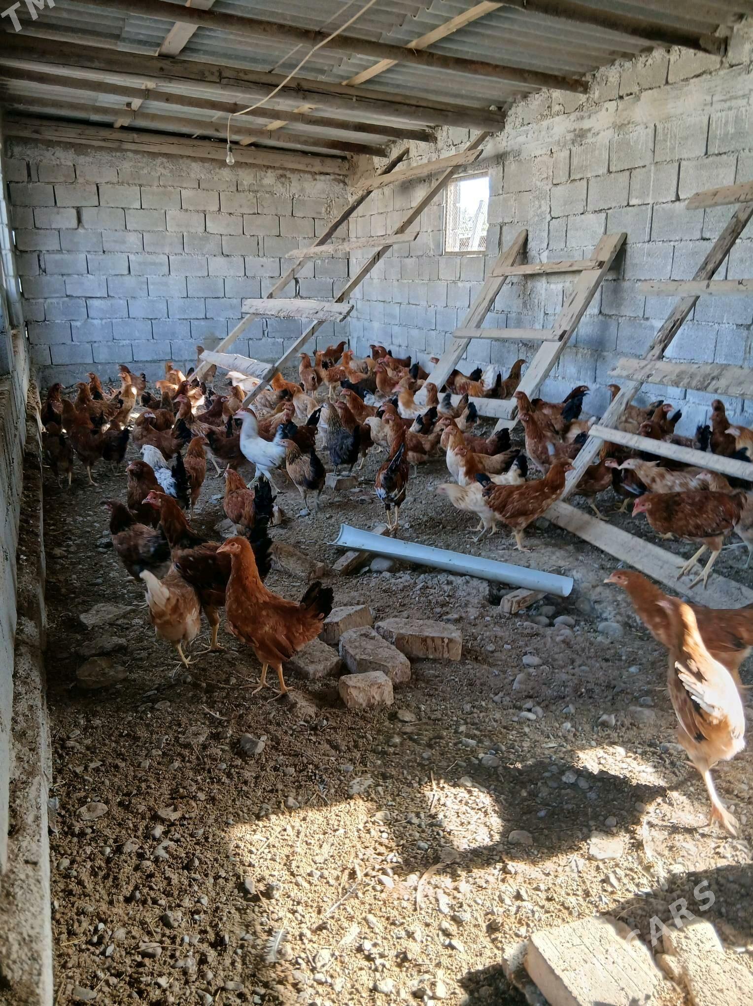 towuk - Gökdepe - img 2