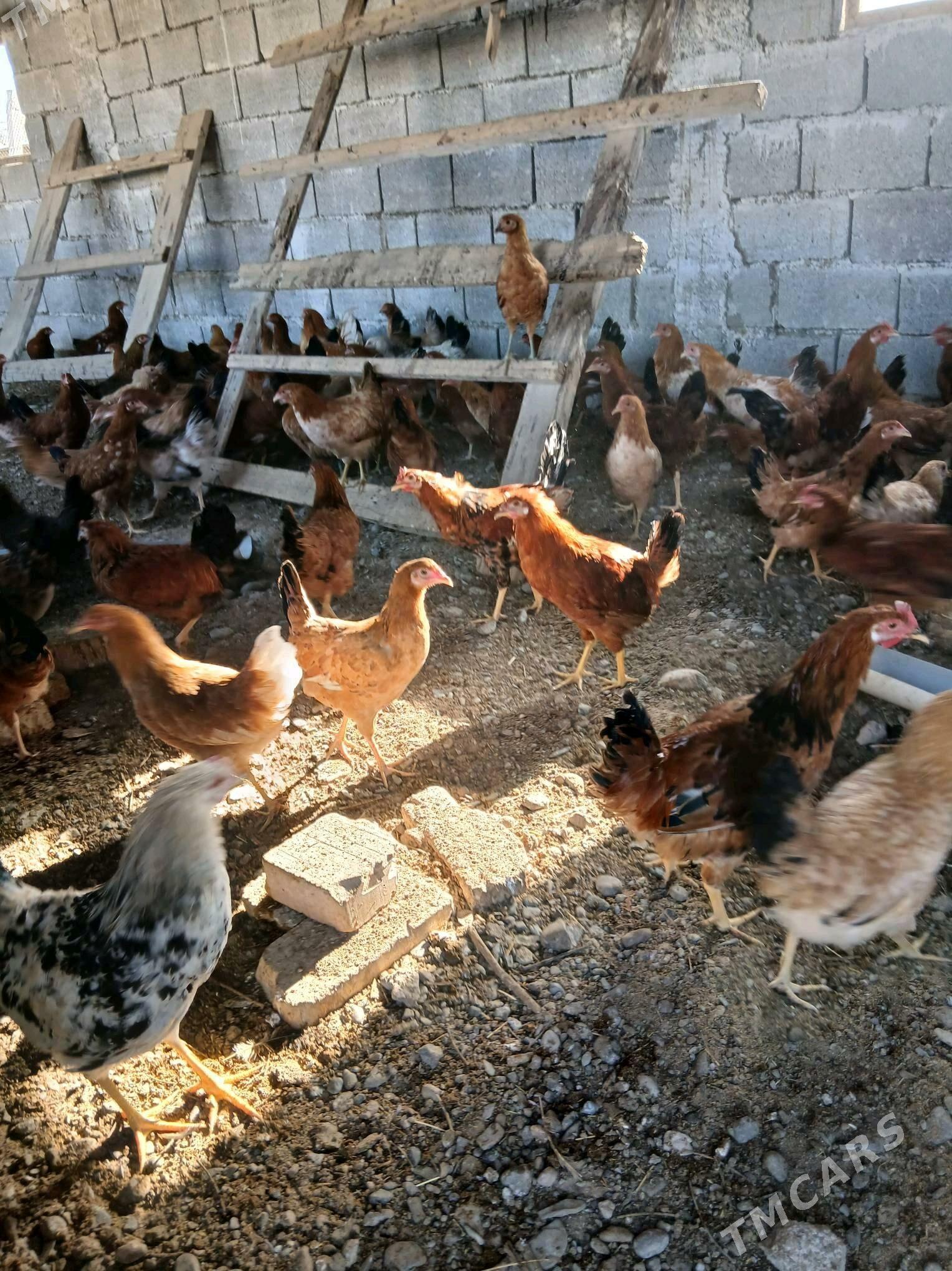 towuk - Gökdepe - img 3