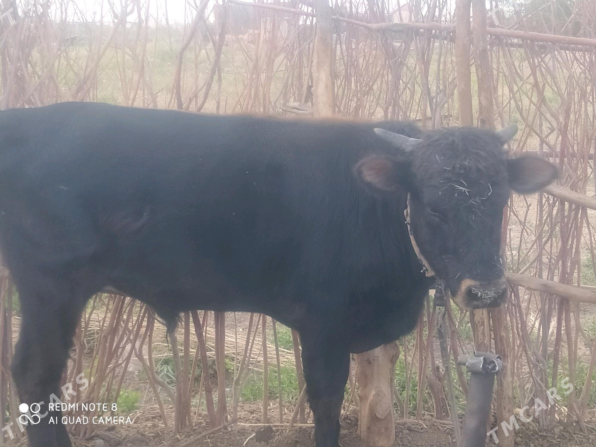 okuz - Бабадайхан - img 1